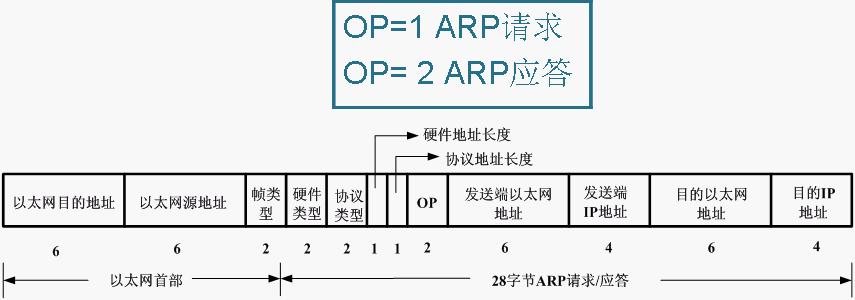 arp4 arp4